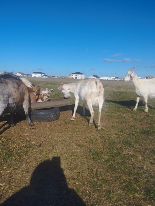 Vând capre ieduțe