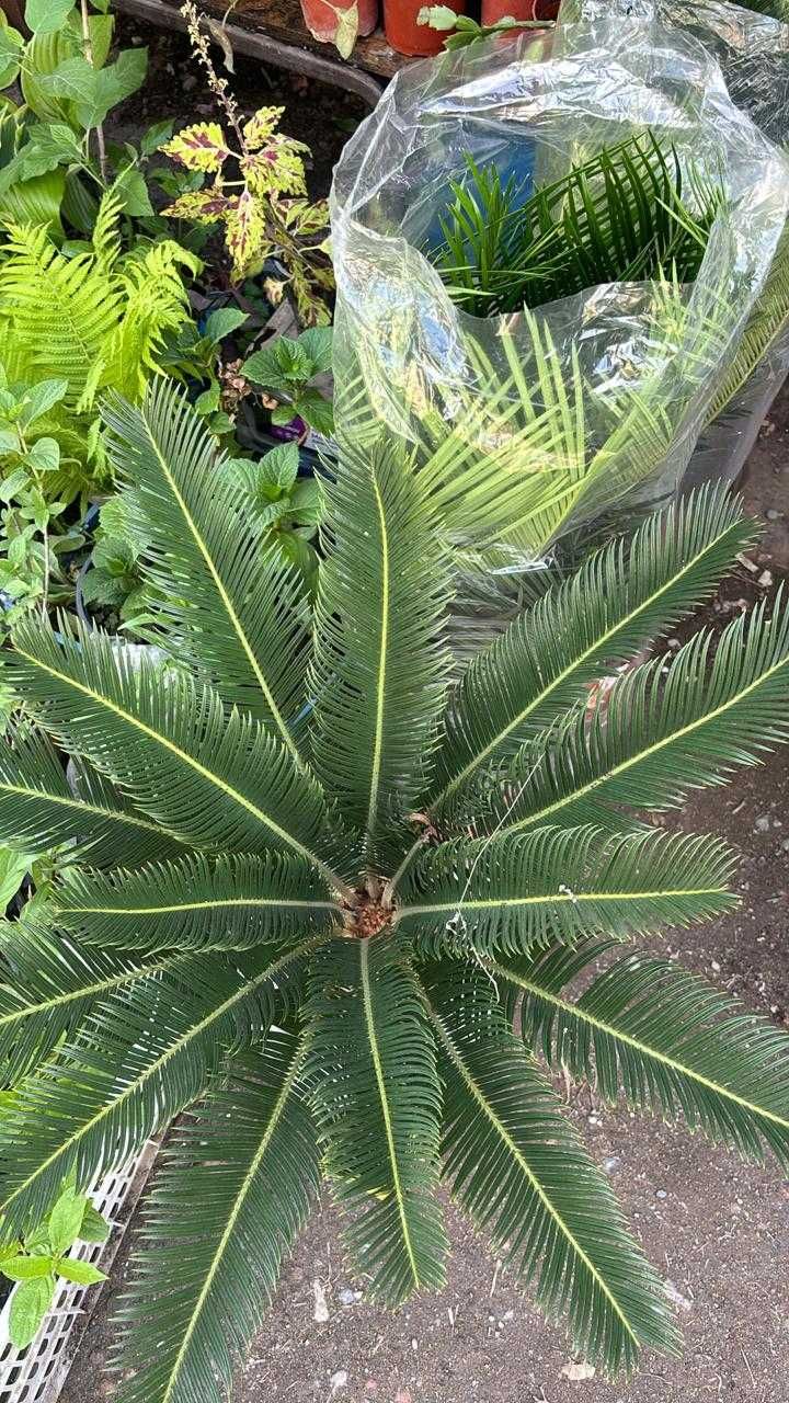 Цикас или Саговник 80см ( пальма )