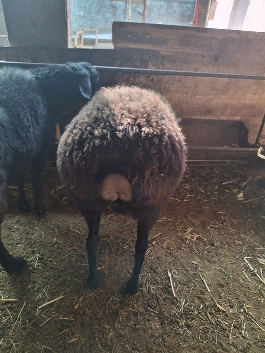 Qo'ylar 2 ta ( Bõgʻoz)