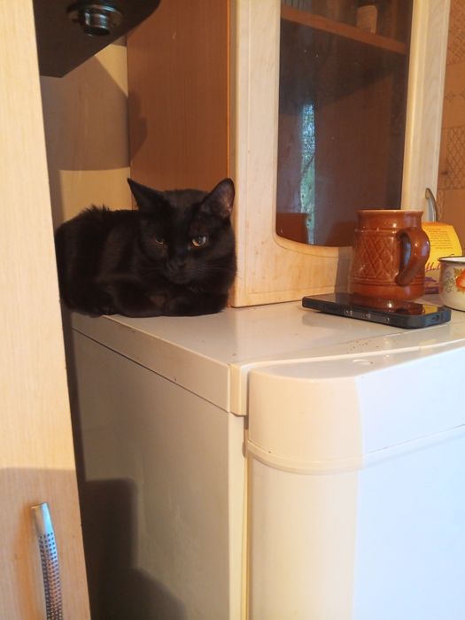 Кот бесплатно даром