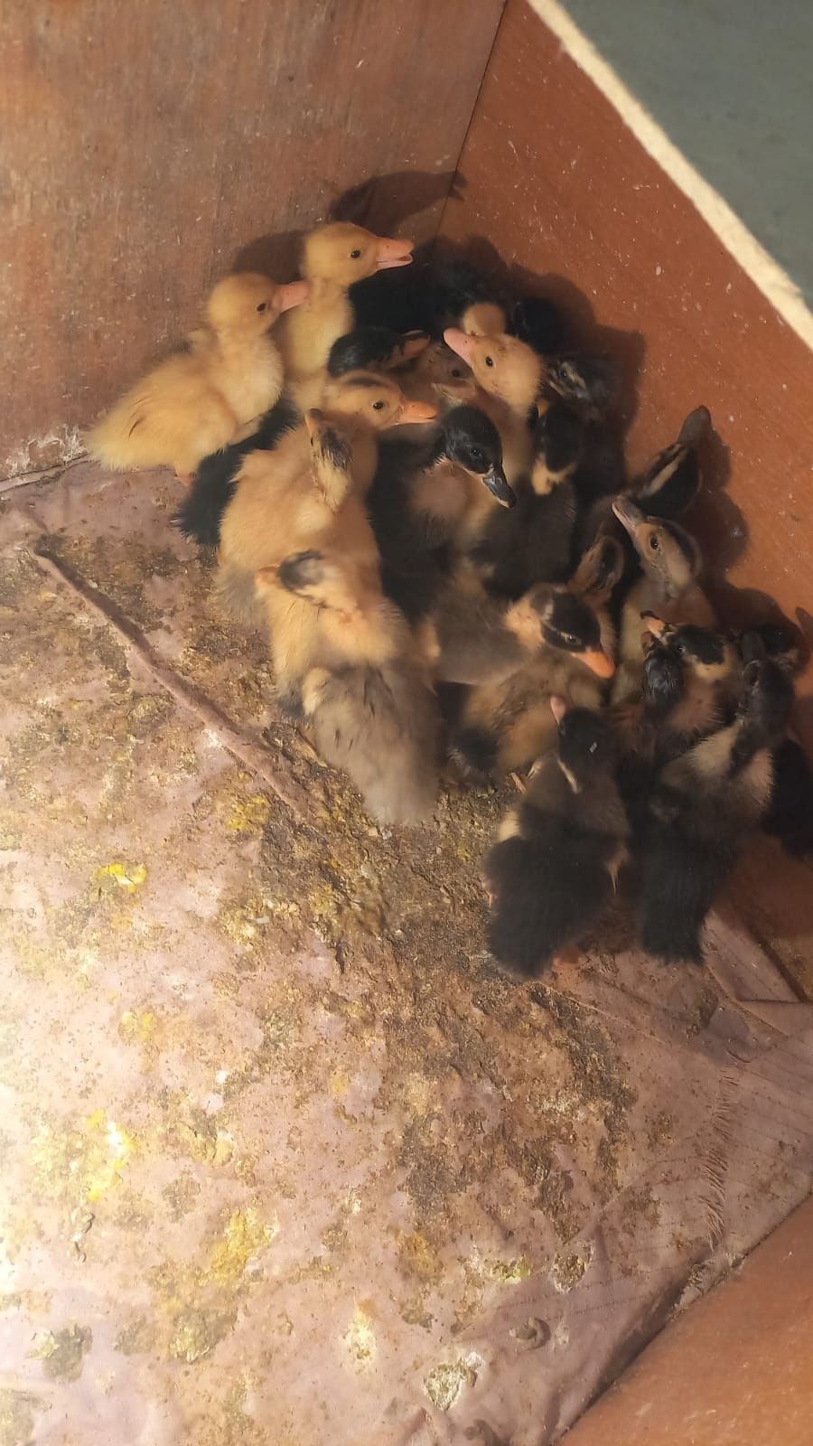 Продам домашнее утят