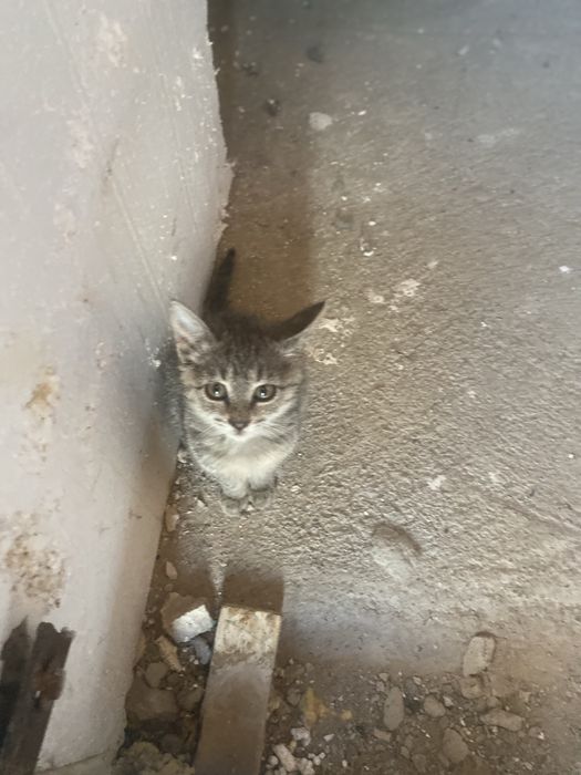 Маленькую кошечку отдам в добрые руки