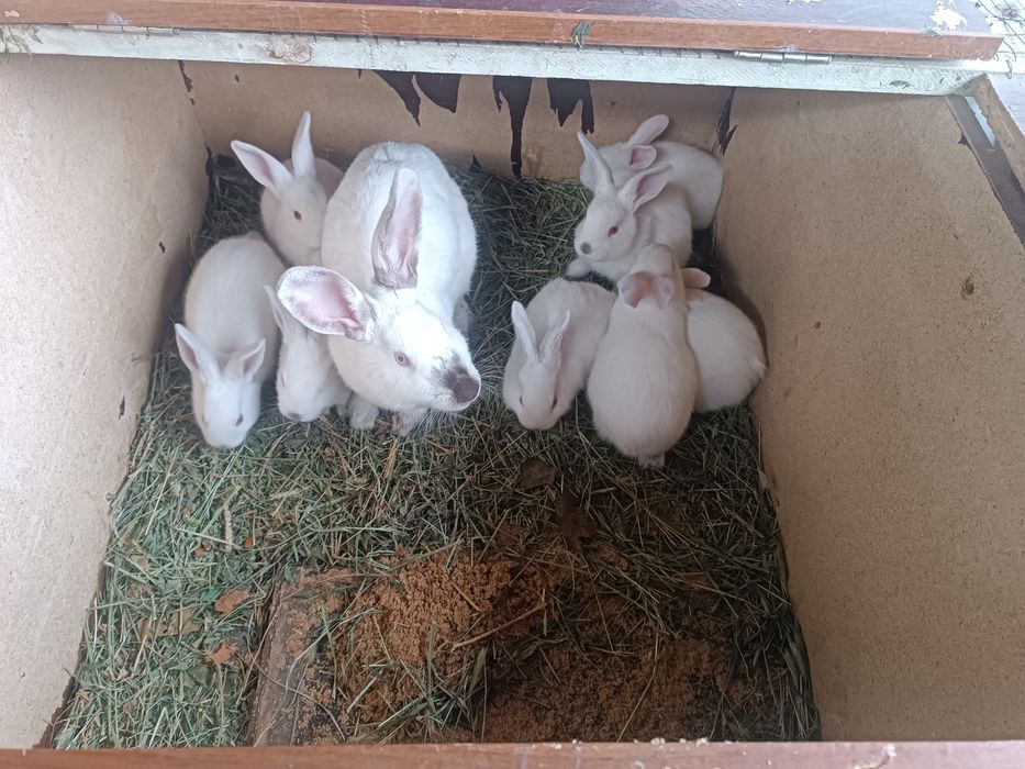 Quyon bolalari sotiladi! ! !