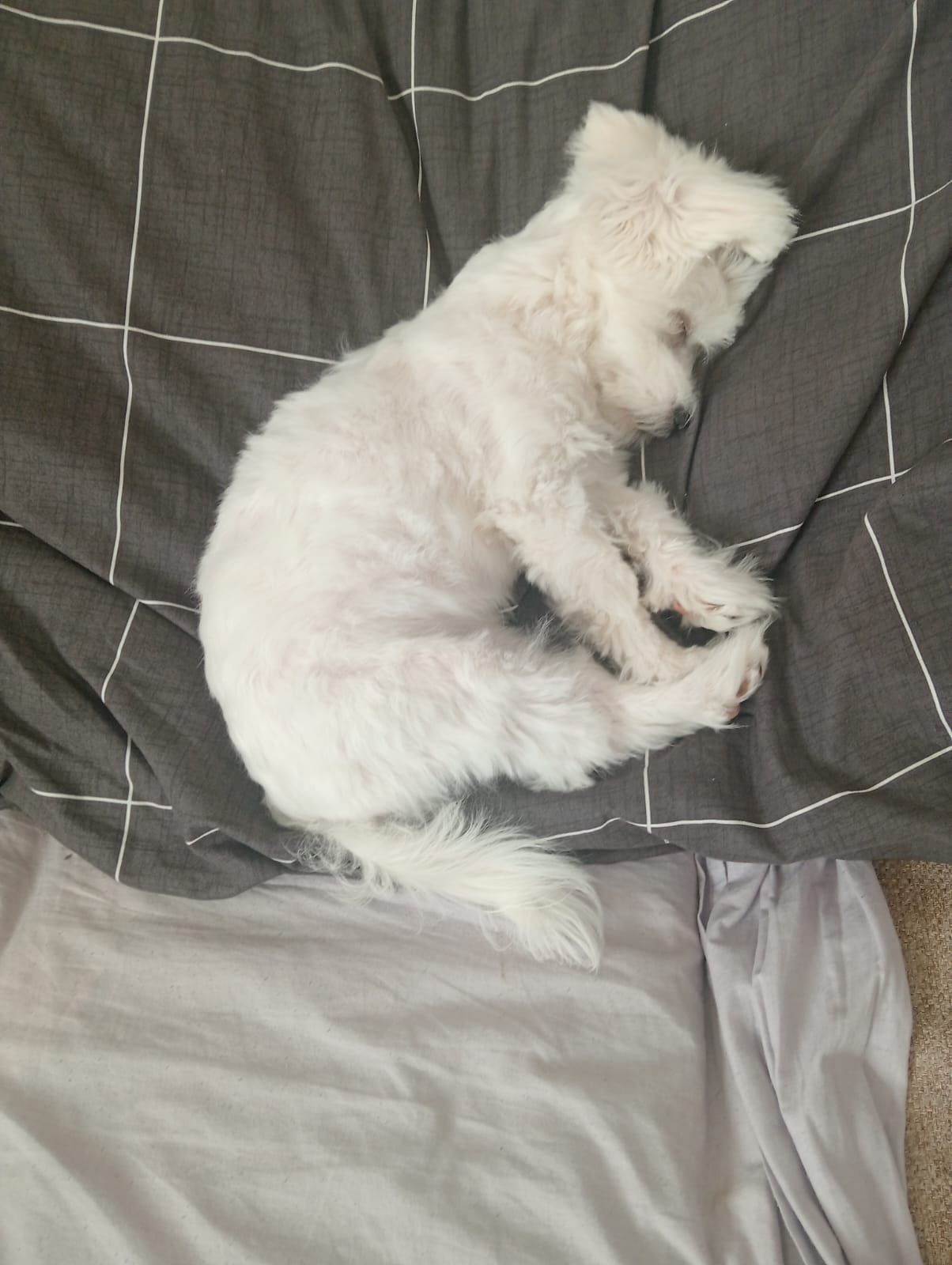 Bichon  fetiță, talie mică, 6 luni