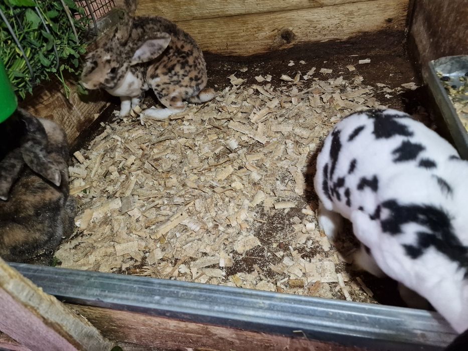 Rex dalmatian si cap de leu