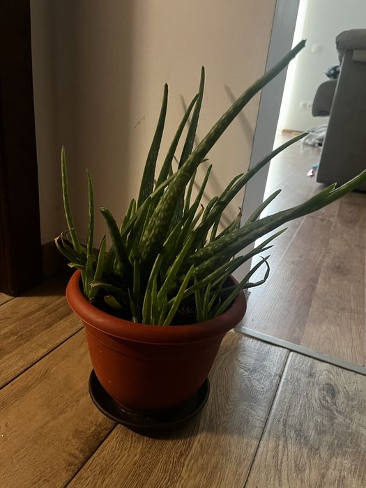 Planta Aloe Vera