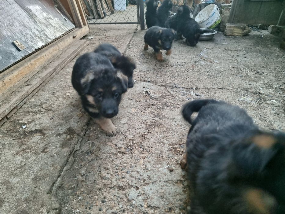 Продавам немски овчарки