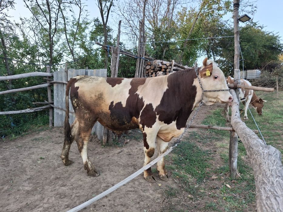 Tauri de vânzare