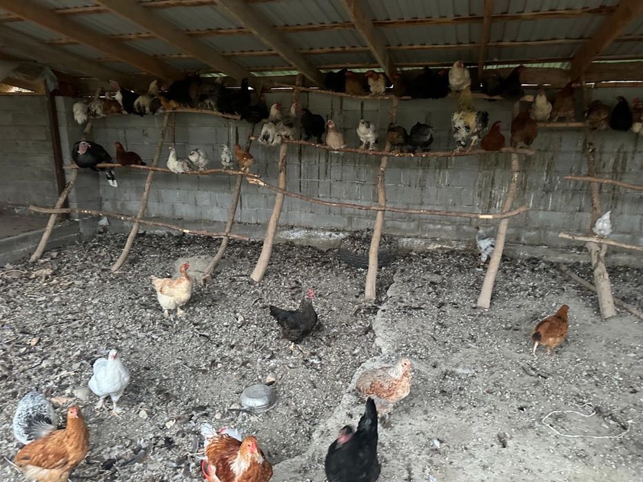 Курица брома хорошие