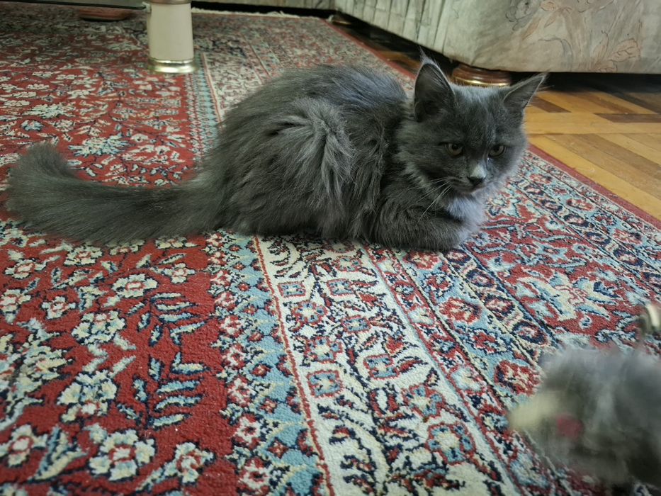 Shinshilla zotli mushuk