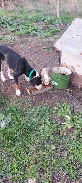 Ловни кучета Гончета