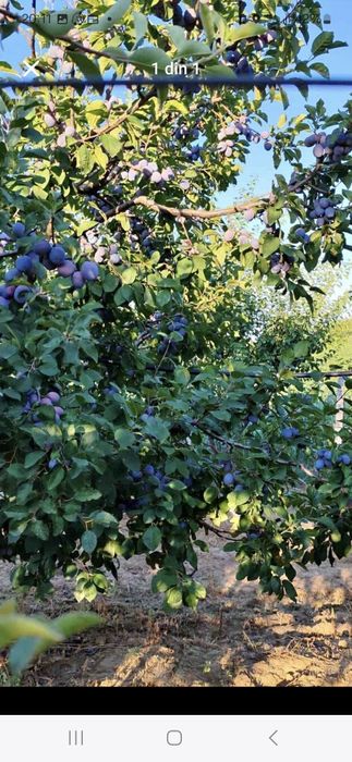 Prune timpuri de luna octombrie disponibil pentru orice client!