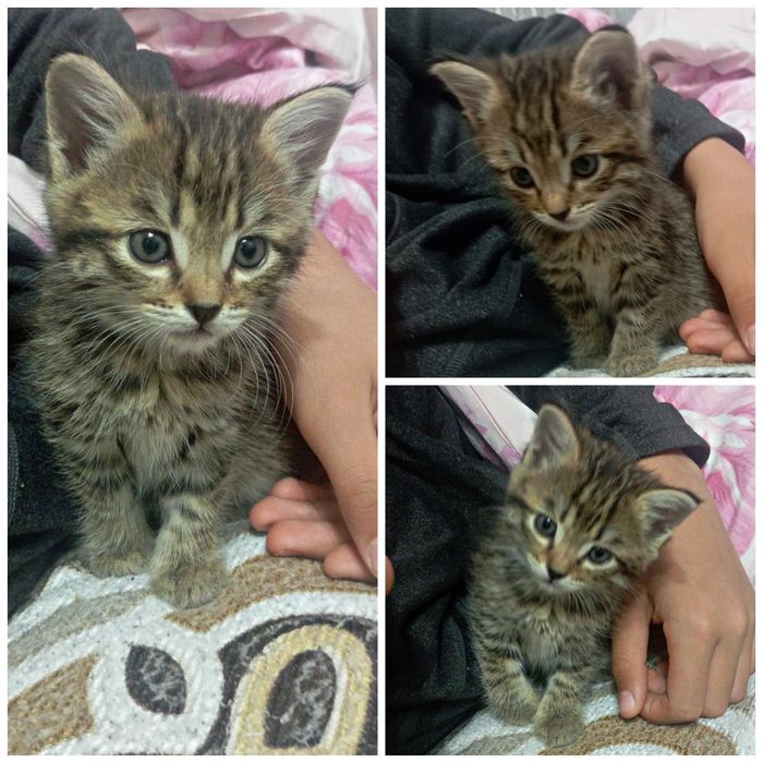 Отдам месячную куколку в добрые ручки