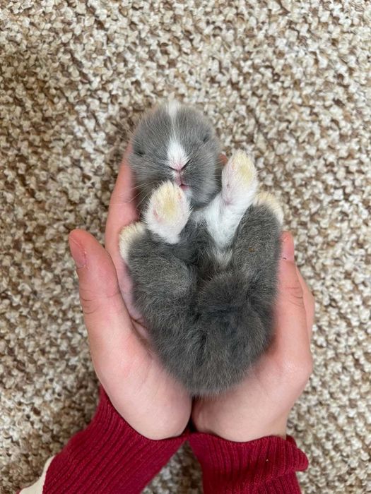 Декоративни зайчета