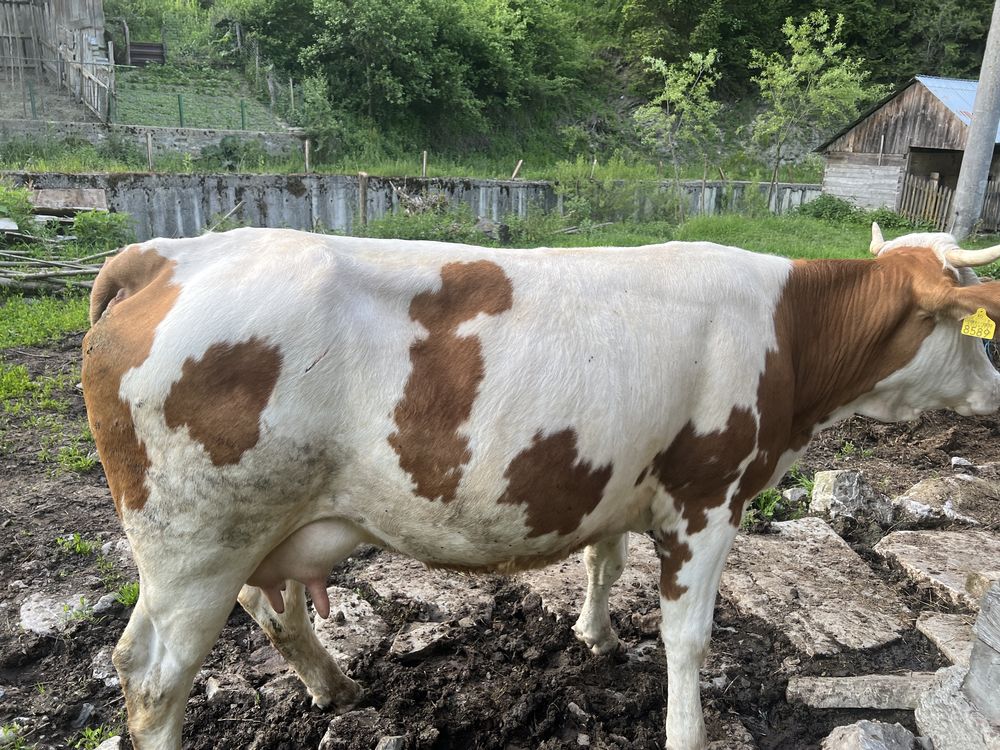 Vaca  cu  vitel