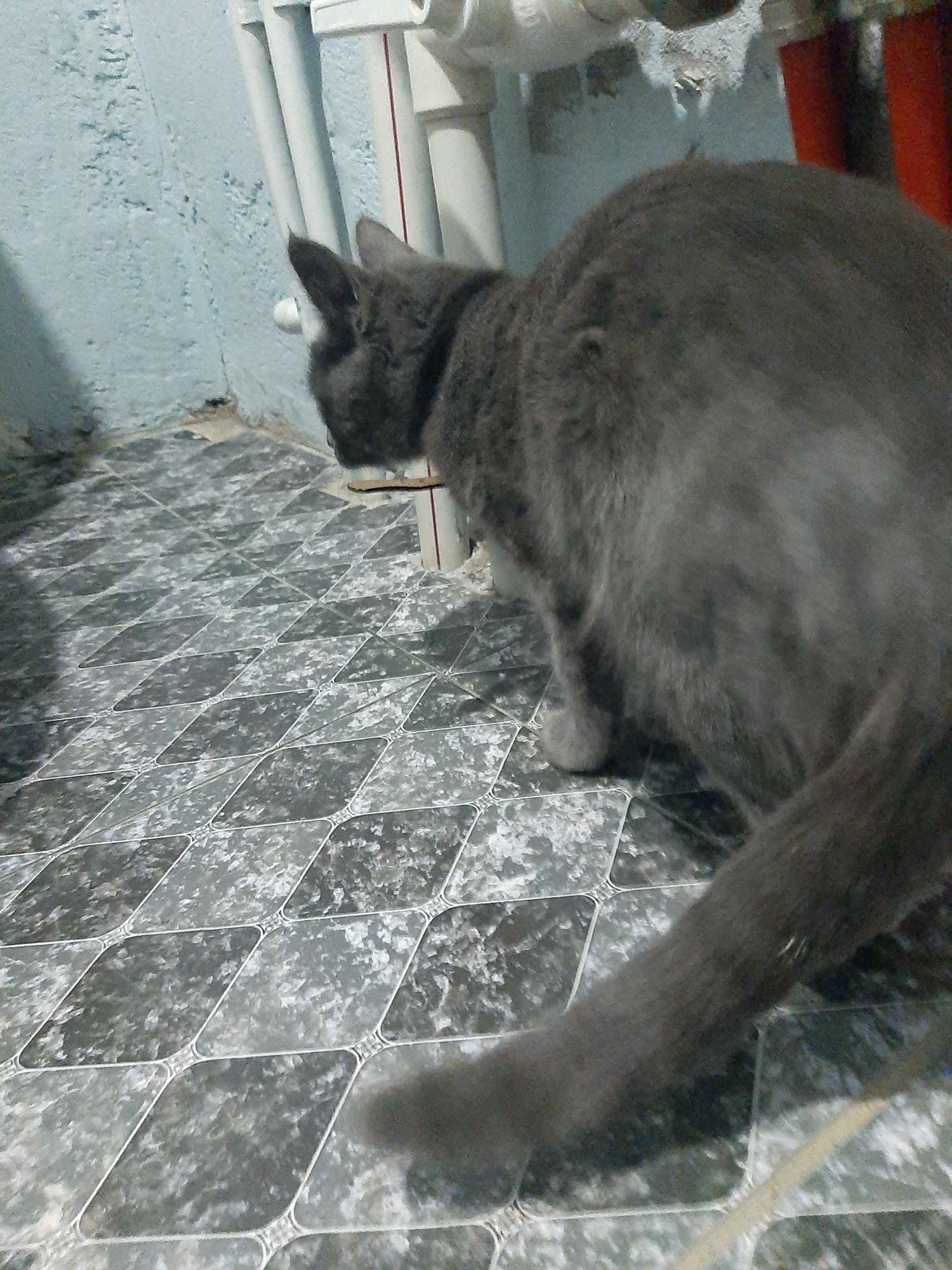 Mushuk Strayt Qiz bola