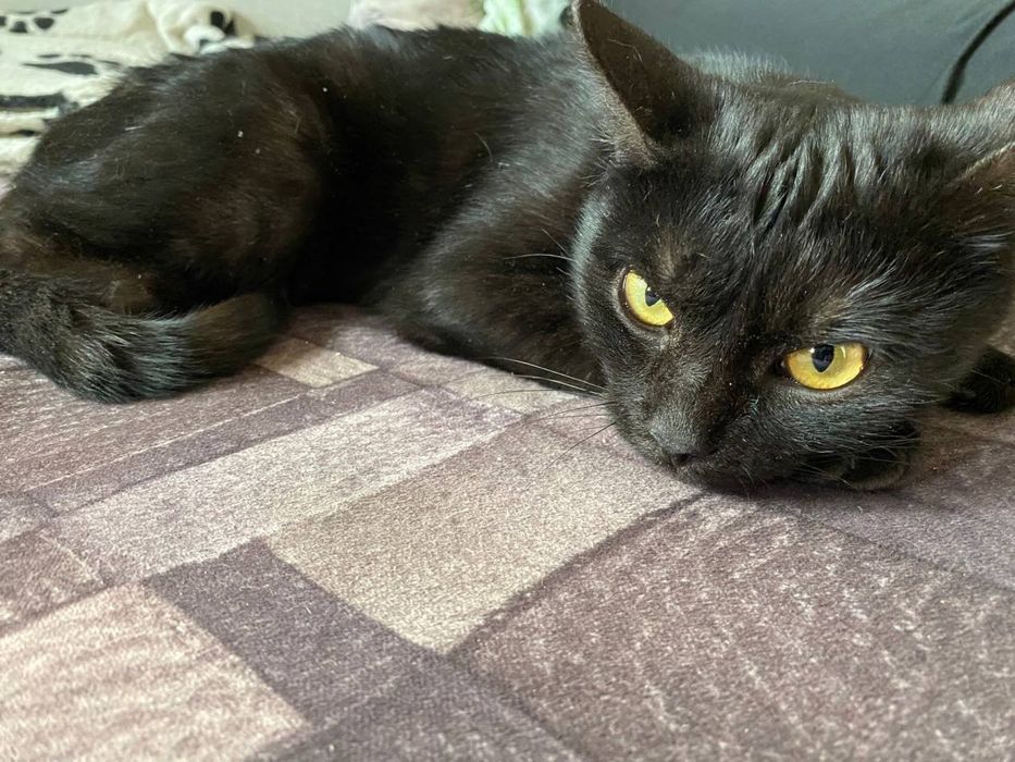 отдам кошечку в добрые руки