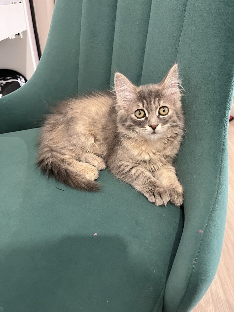Отдается котенок 2 мес