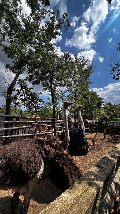 Vând familie struț