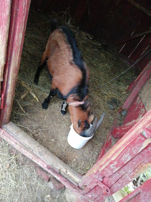 Vanzare capre domestice