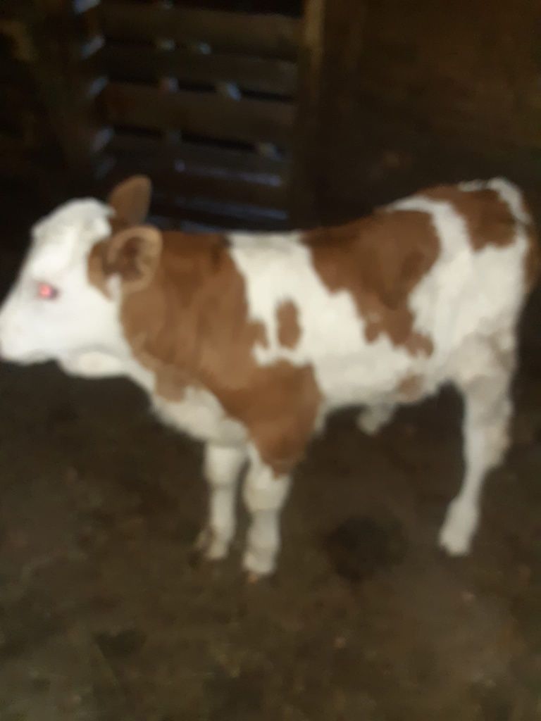 Vaca frumoasa cu vitel