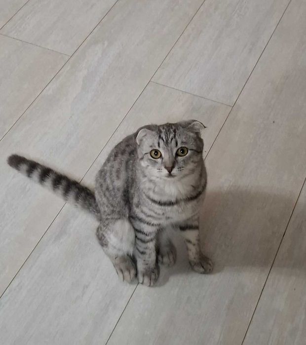 Отдам в добрые руки молодого котика, мальчик