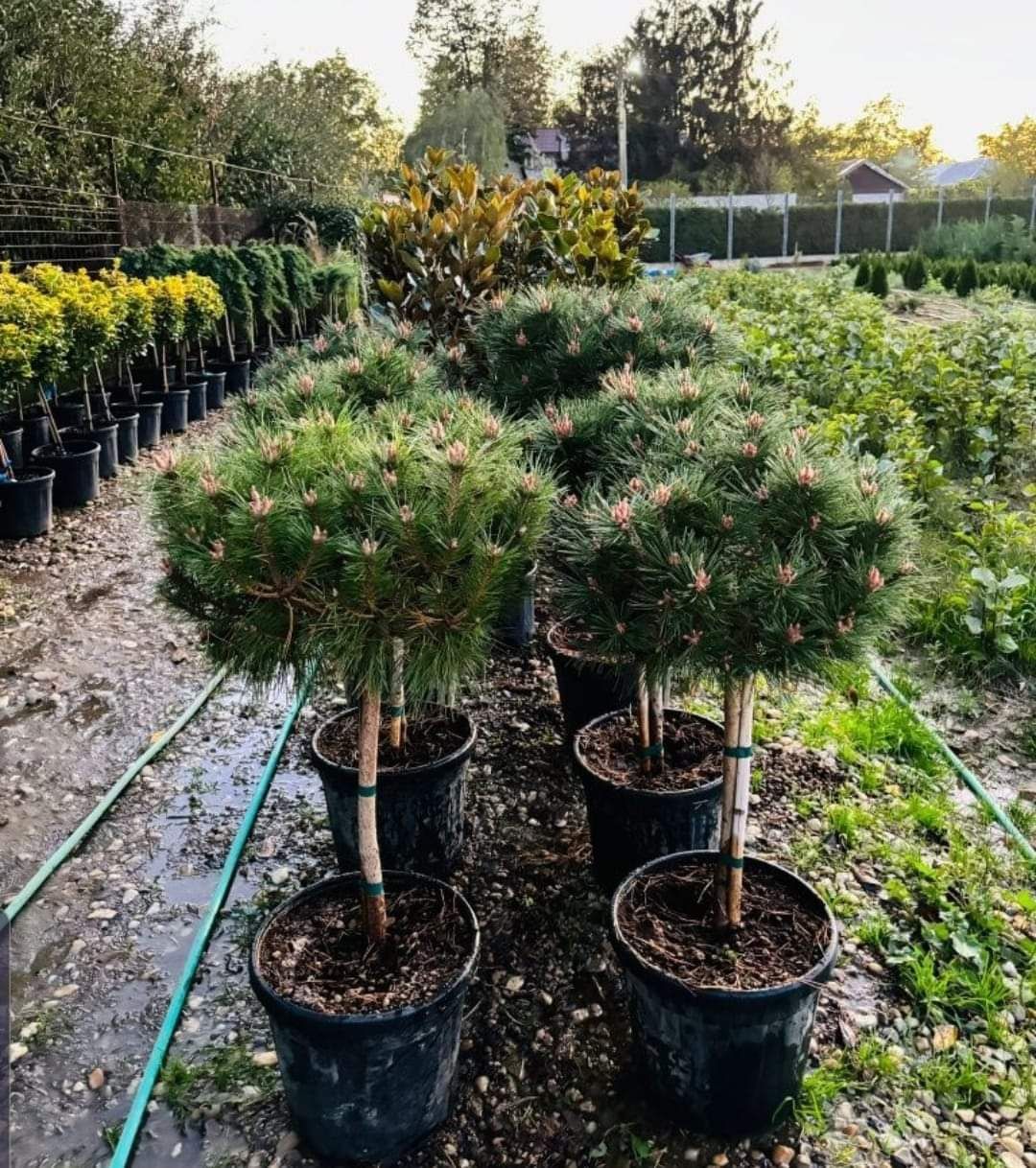 Plante ornamentale