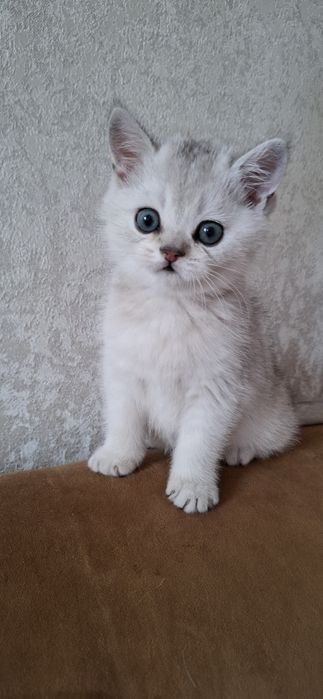 Чистокровные котята от правильной вязки