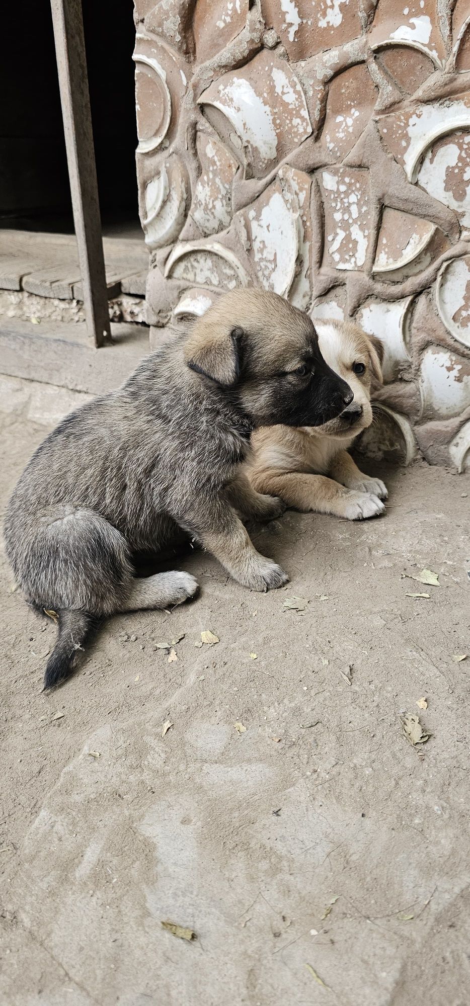 Отдам в любящую семью.