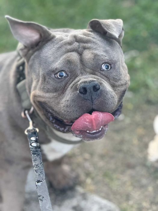 American Bully Deosebit