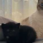 Котенок в добрые руки