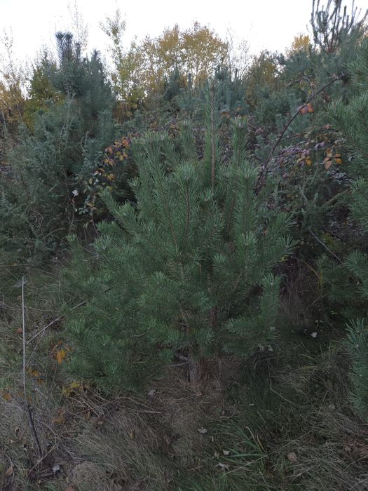 Puiet de pin,diferite dimensiuni