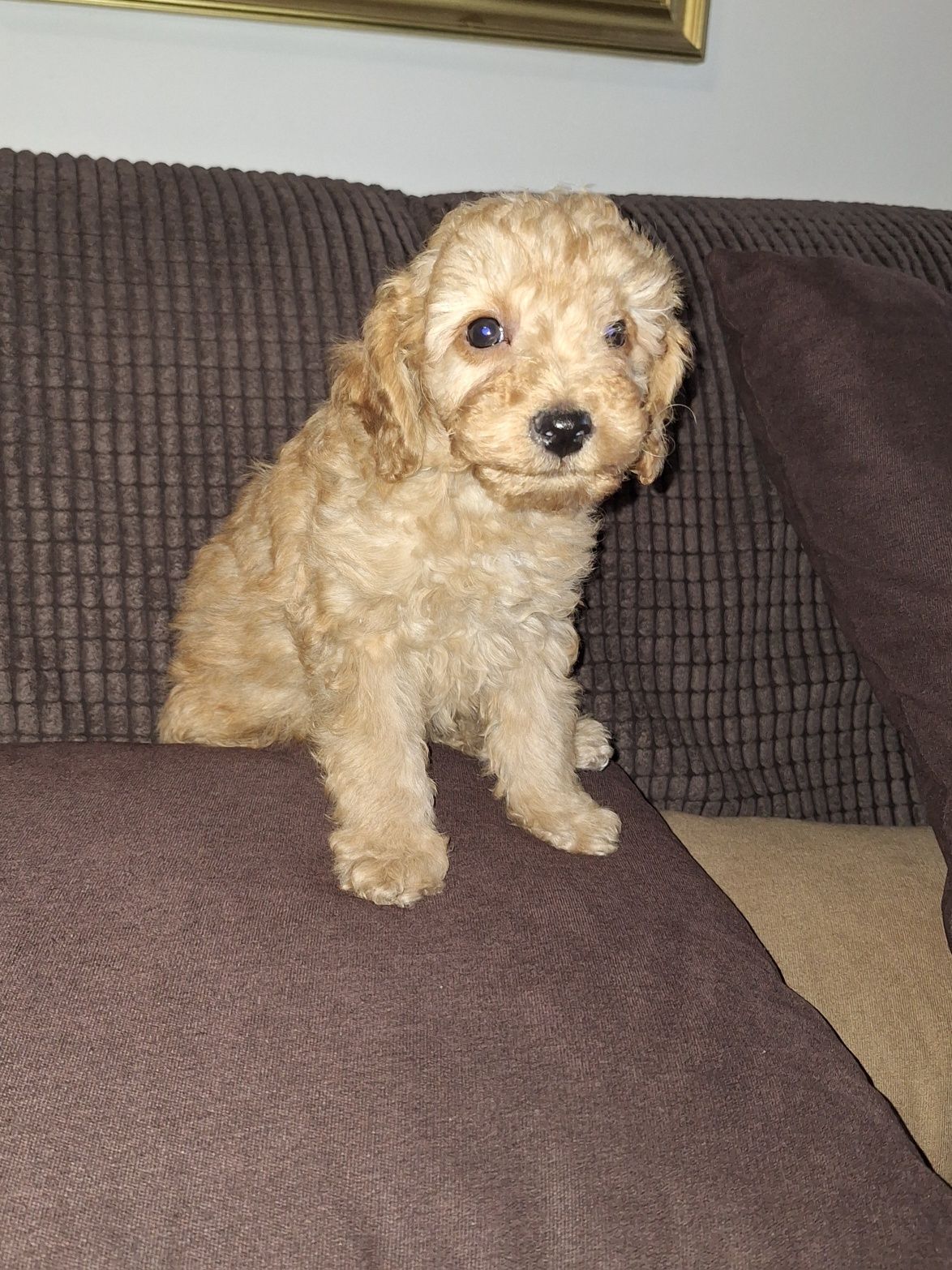 Pudel/caniche pitic