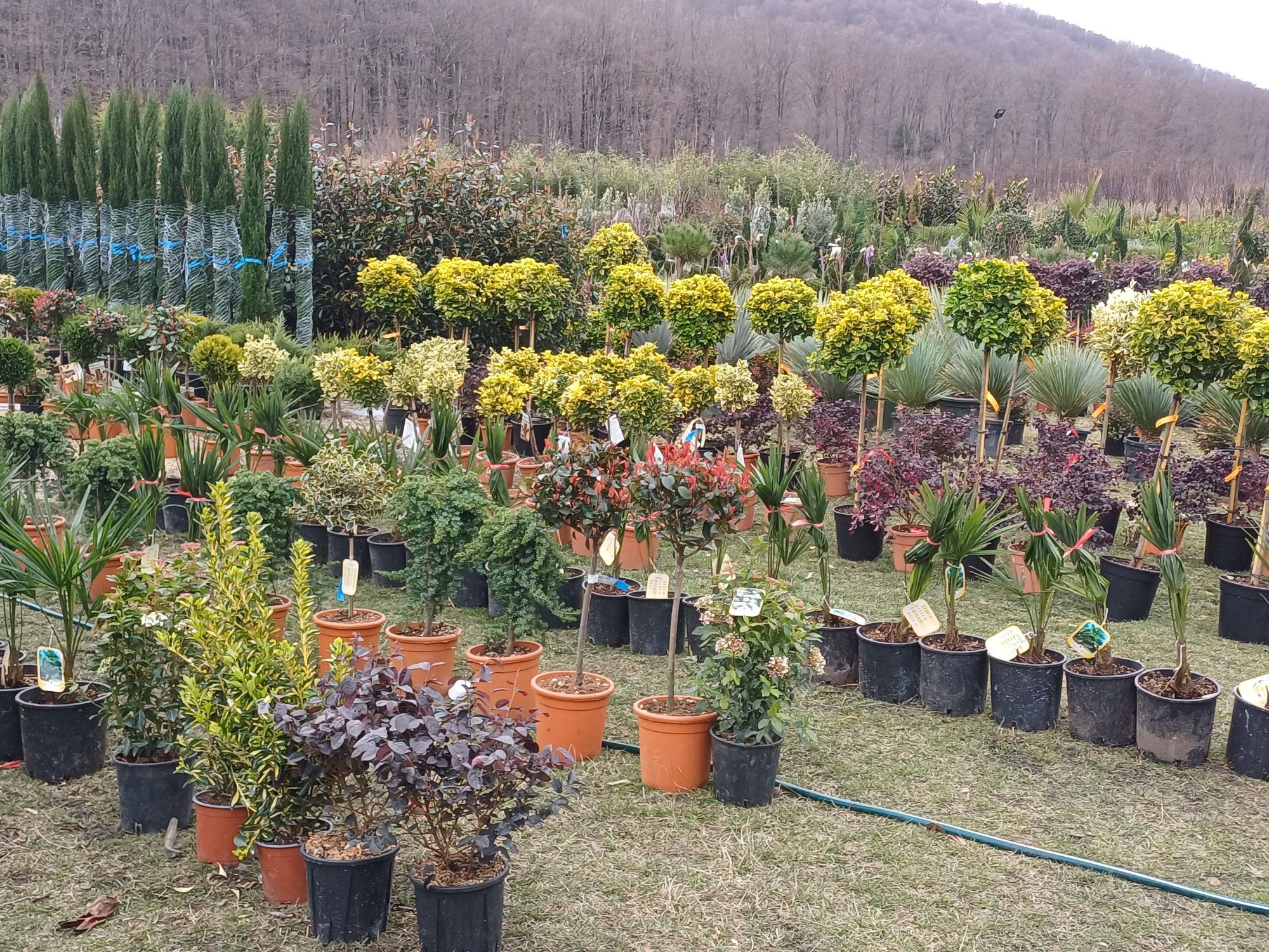 Vind plante ornamentale la preț de producator