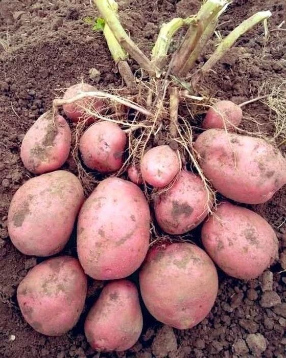 Cartofi rosii consum Bellarosa