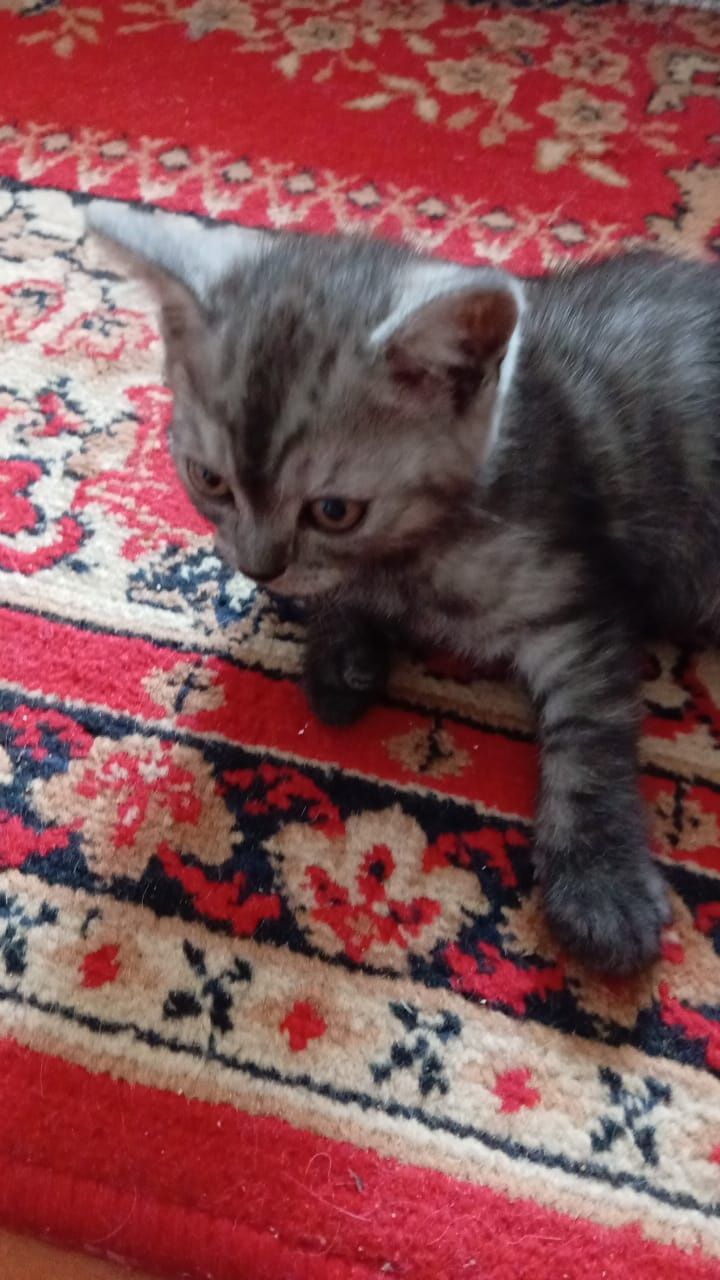 Продам британку кошечку