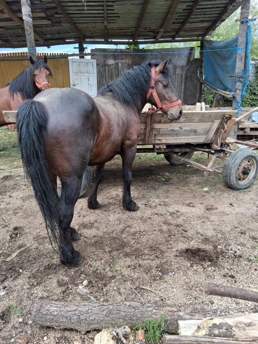 Iapă si cârlan de vânzare
