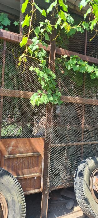 Cosar pentru porumb are cinci metri lungime  1 m lățime 4 m înălțime