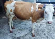 Vaca  cu  lapte  gestanta de vanzare