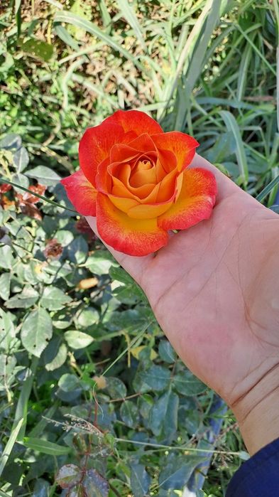 Manzarali gullar atirgul