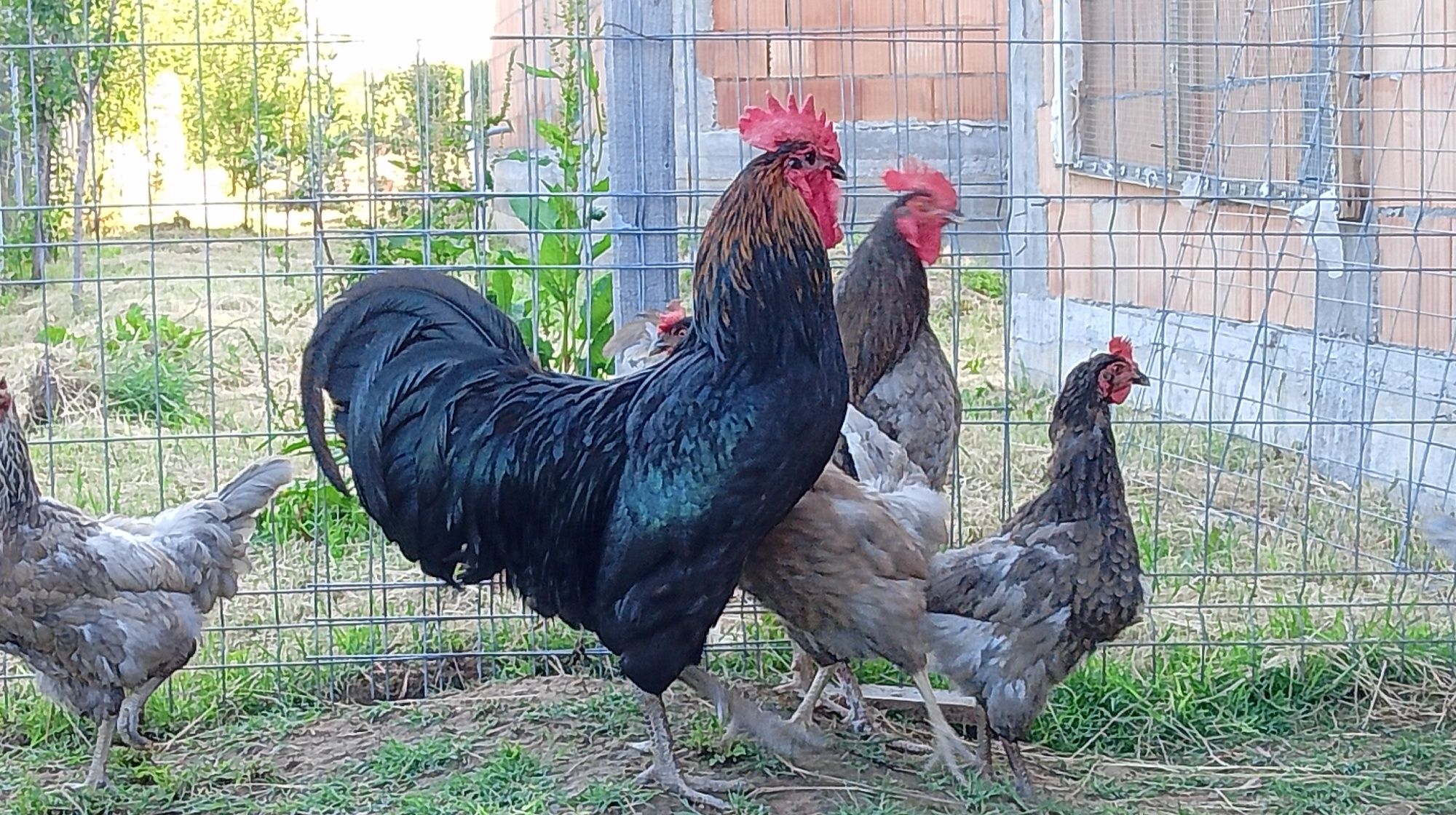 Vând cocos Australorp, în vârstă de doi ani.