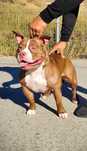 Femela american bully poket-3 ani -linie de top , pedigree și pașaport