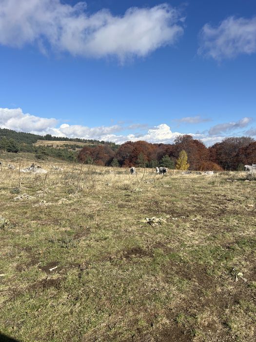 Продавам крави и женски телета сиво искърско