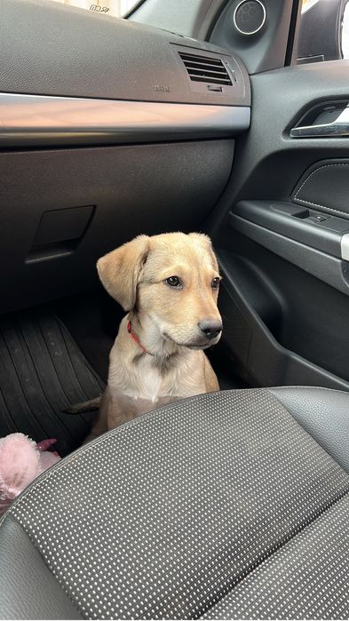 Cățel spre adoptie