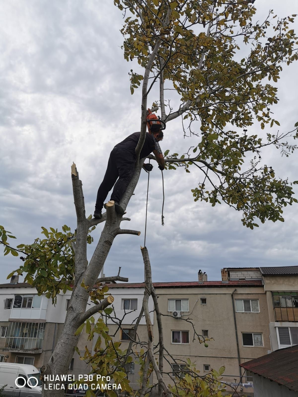 Toaletări copaci cu Alpinisti utilitari non-stop