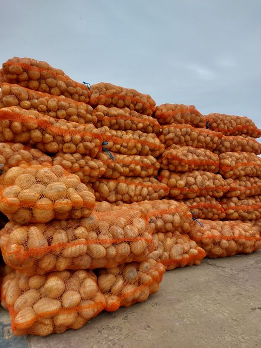 Vand cartof productie 2025