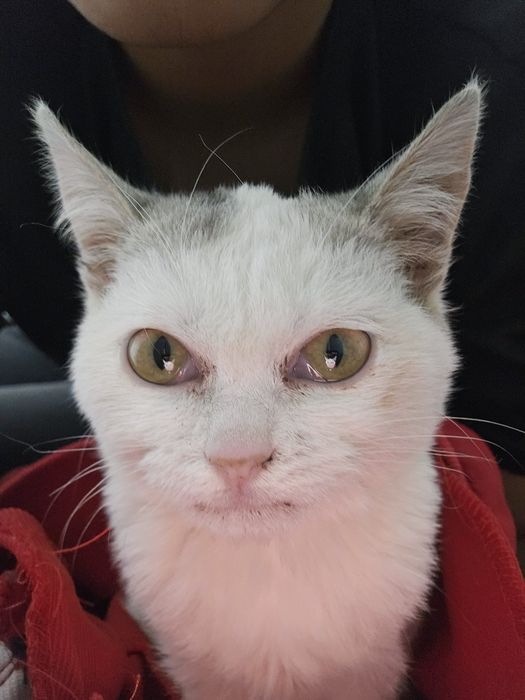 Пропал котенок город Тараз