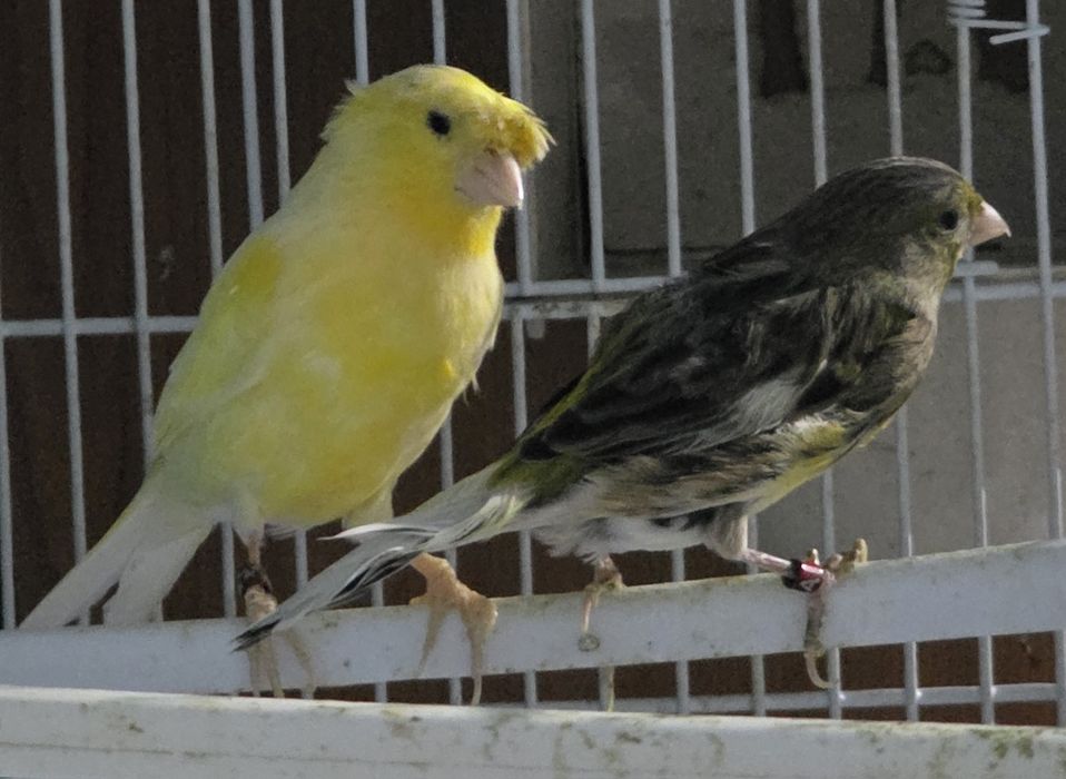 Vând canari timbrado