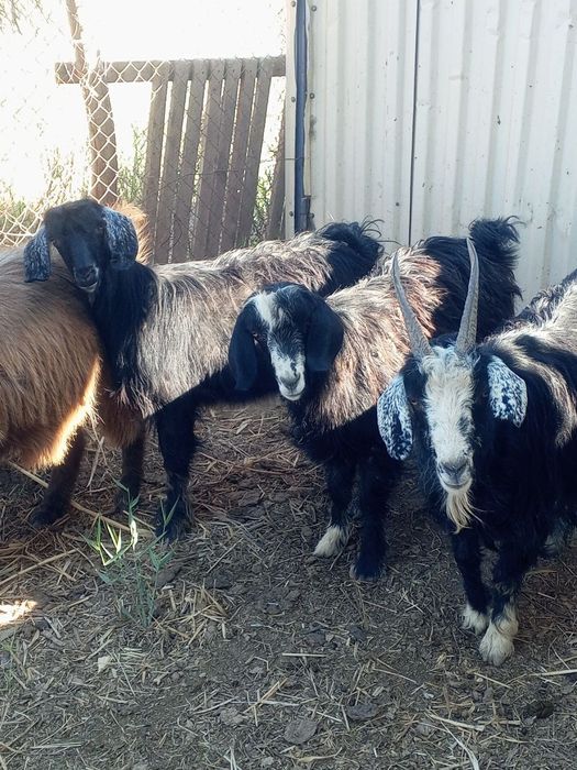 2 та кал гечила сотилади