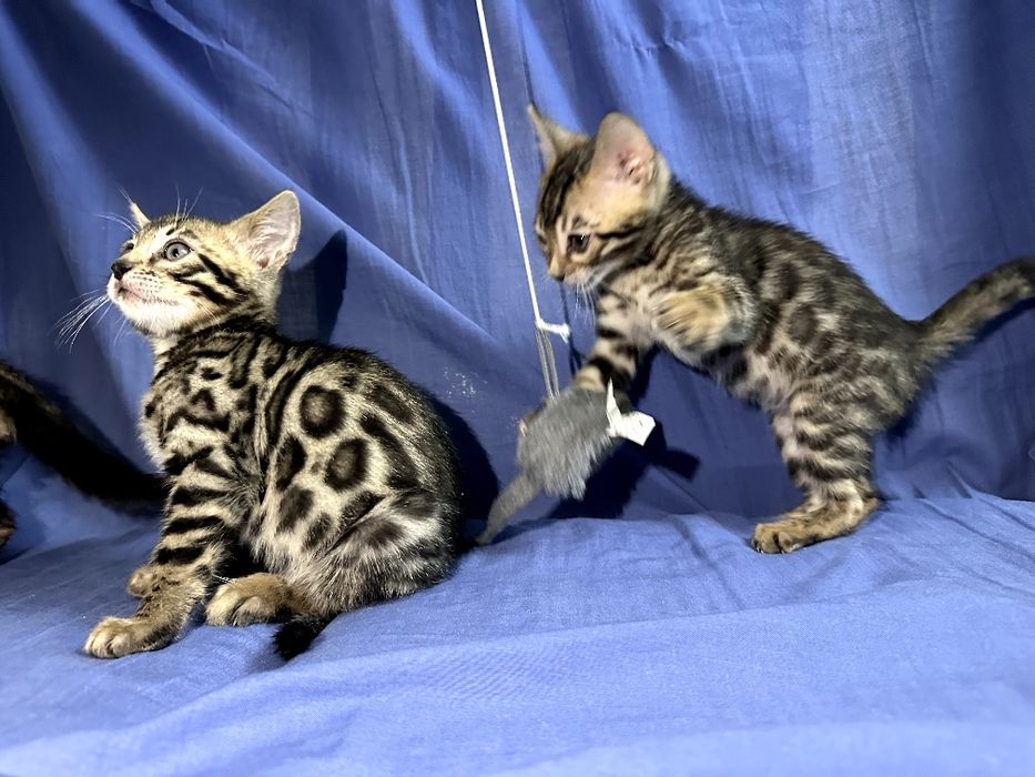 Бенгальская Чистокровний